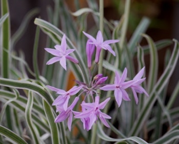 Tulbaghia Violacea