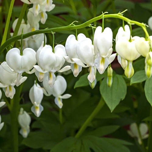 Dicentra spectabilis "Alba"