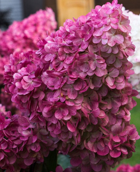 Hydrangea pan "Wims Red"