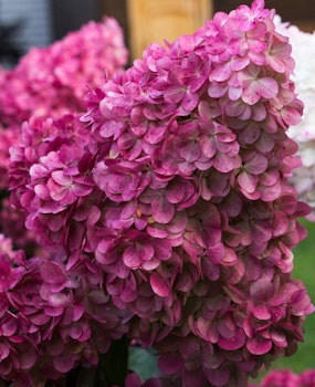 Hydrangea pan "Wims Red"