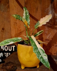 Philodendron "Ring of Fire"