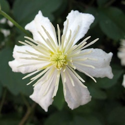 Clematis "Paul Farges"