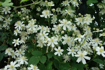 Clematis "Paul Farges"