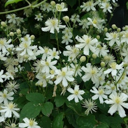 Clematis "Paul Farges"