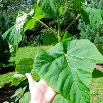 Paulownia tomentosa