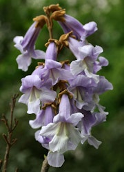 Paulownia tomentosa