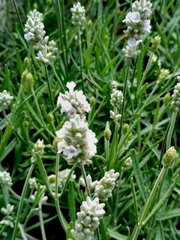 Lavendel vit