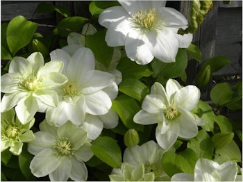 Clematis "Gunsery Cream"