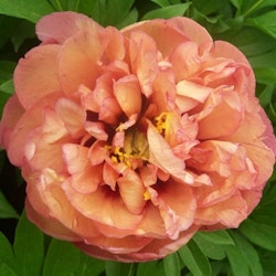 Itoh "Orange"