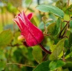 Clematis " King's Glory"