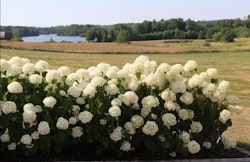 Vidjehortensia Annabelle