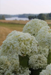 Vidjehortensia Annabelle