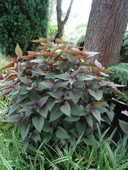 Rostfockel "Chocolate"