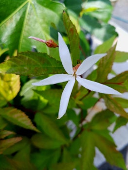 Trebladsspirea