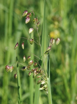Darrgräs