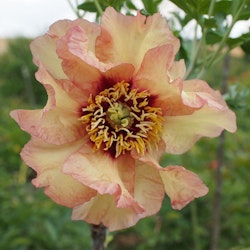 Lutea Hybrid "Marchioness"
