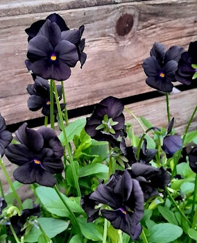 Viola "Molly Sanderson"