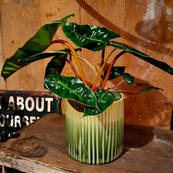 Philodendron Billietiae