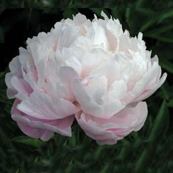 Odile