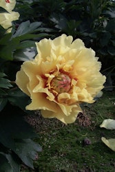 Garden Treasure