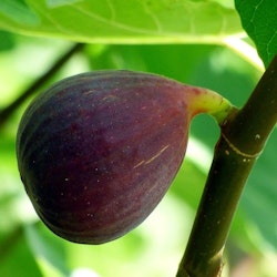Fikon "Brown Turkey"
