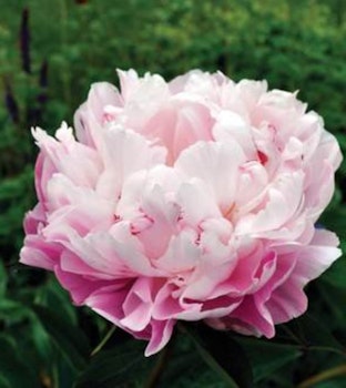 Lady Alexander Duff