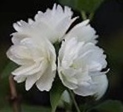 Kameliaschersmin "Snowbelle"