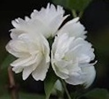 Kameliaschersmin "Snowbelle"