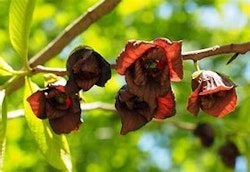 Pawpaw "Sunflower"