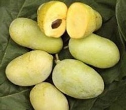 Pawpaw "Sunflower"