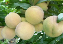 Persika "Ice Peach"