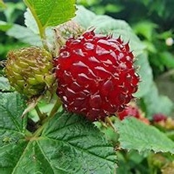 Rubus Raspberry Tower