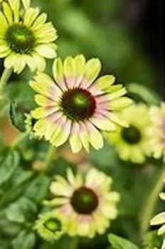 Echinacea Prairie Blaze™ Vintage Lime