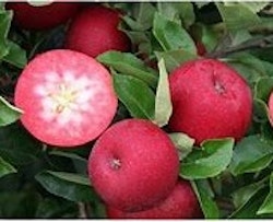 Äpple "Rosette"