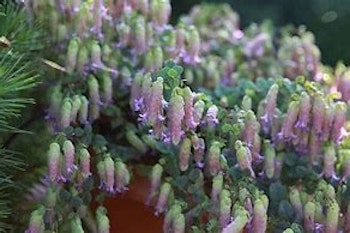 Prydnadsoregano