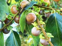 Diospyros Lotus Dadelplommon