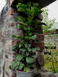 Rubus Raspberry Tower