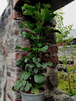Rubus Raspberry Tower