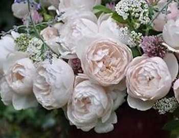 Vichy