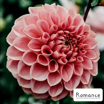 Romance, max 1 knöl per kund