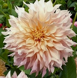 Blushing Lady, EXKLUSIV!