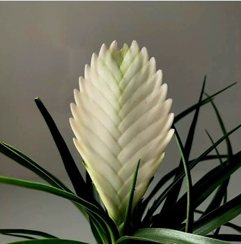 Tillandsia Cyanea Biancini