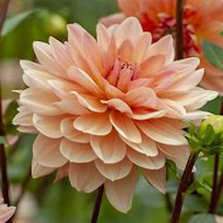 Apricot Desirée