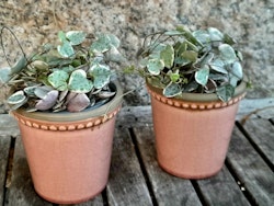 Ceropegia woodii Variegata