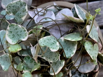 Ceropegia woodii Variegata