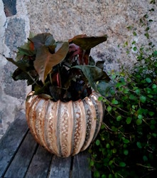 Syngonium podophyllum "Brocante"