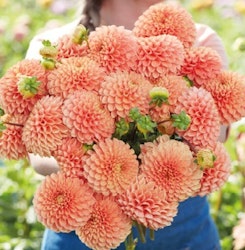 Coral Charm