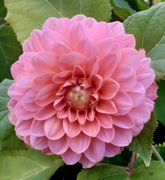 Apricona