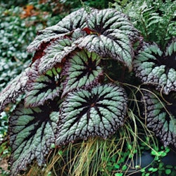 Begonia Fireworks