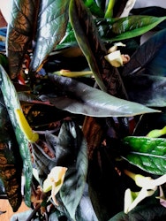 Alocasia Scalprum med blommor